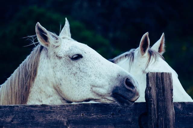 De caballos, lobos y elefantes